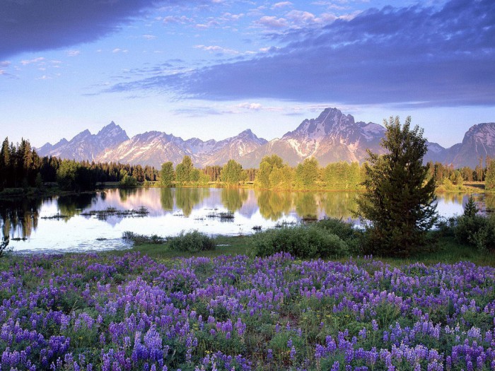 lavanda-foto-1-07-e1425555670883 (700x525, 139Kb)