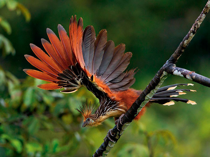 National Geographic:   