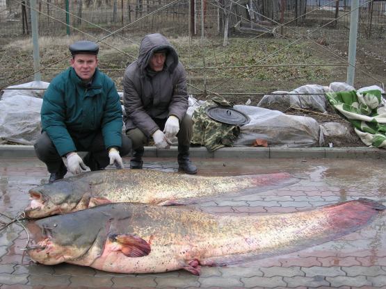 ловля сома в камышине ловля сома в камышине