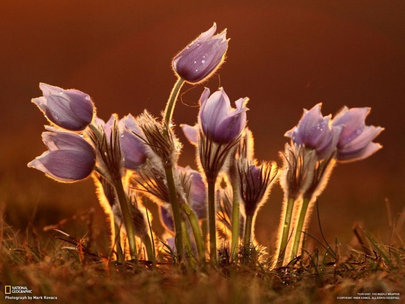 Подборка замечательных фотографий от National Geographic