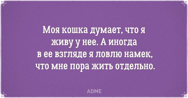 20 открыток о нелегкой жизни котов и их владельцев