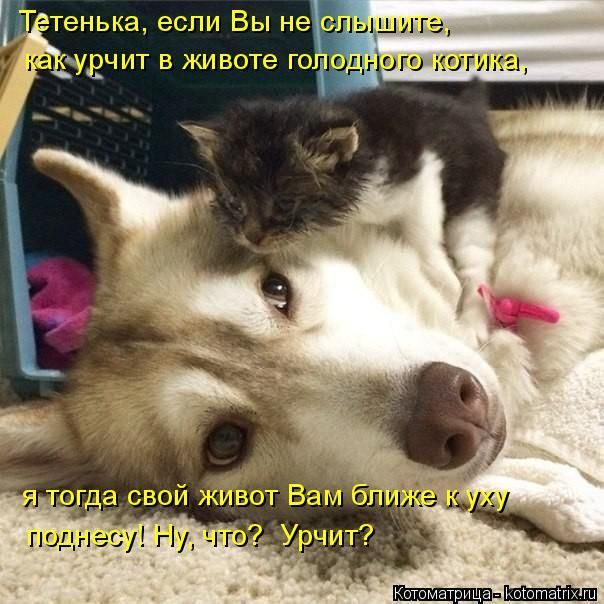 Лучшие котоматрицы за прошедшую неделю)) Лучшие котоматрицы за прошедшую неделю))