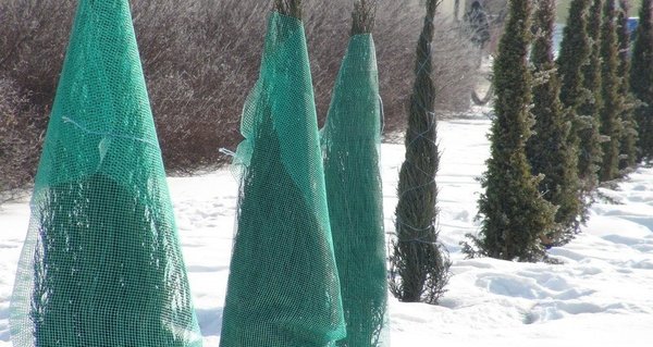 Укрытие хвойных деревьев Укрытие хвойных деревьев