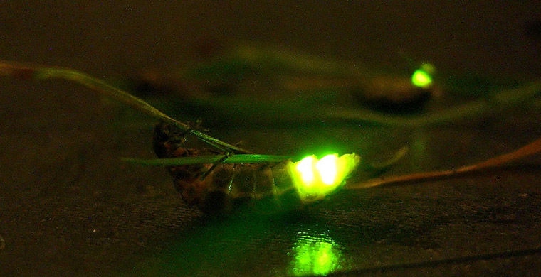 Магия живого света биолюминесценция, животные, насекомые, свет, свечение