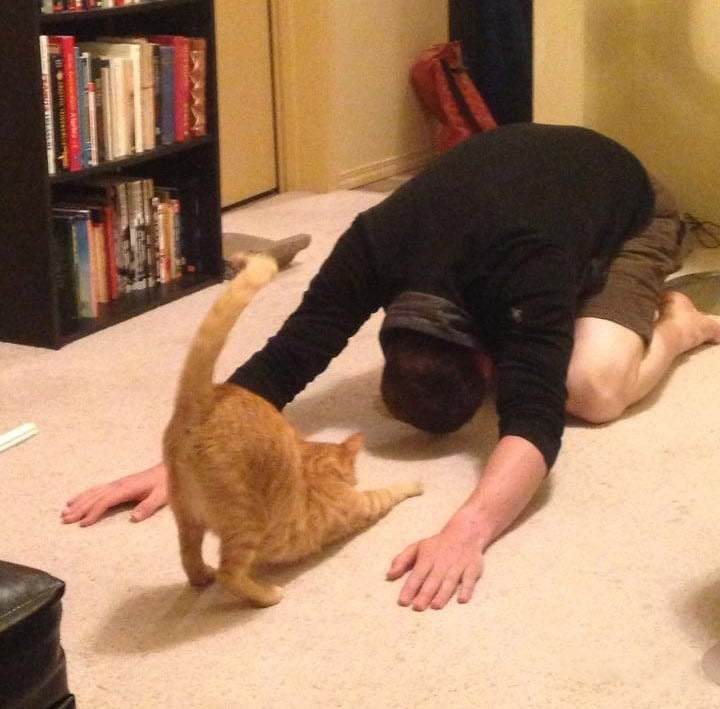 13 смешных котов, которые ведут себя как люди 13 смешных котов, которые ведут себя как люди
