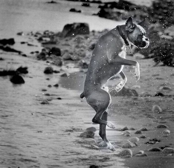 20 забавных фотографий животных, глядя на которые сдержать улыбку не получится 20 забавных фотографий животных, глядя на которые сдержать улыбку не получится