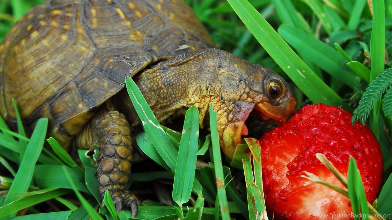 https://www.desktopbackground.org/download/2560x1440/2015/08/11/993512_hungry-turtle-wallpapers-hd-wallpaper-backgrounds-of-your-choice_2560x1600_h.jpg