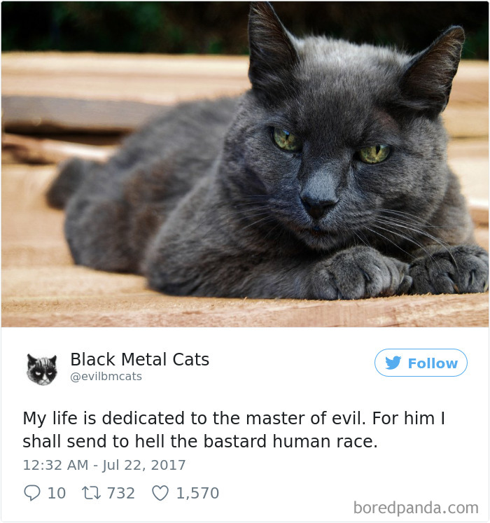 Black-metal-cats-lyrics-tweets