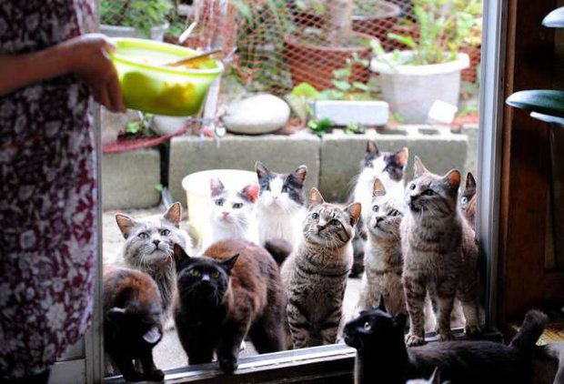 Усатый рай: остров в Японии, где котов больше, чем людей.  кошки, остров, факты из жизни, япония
