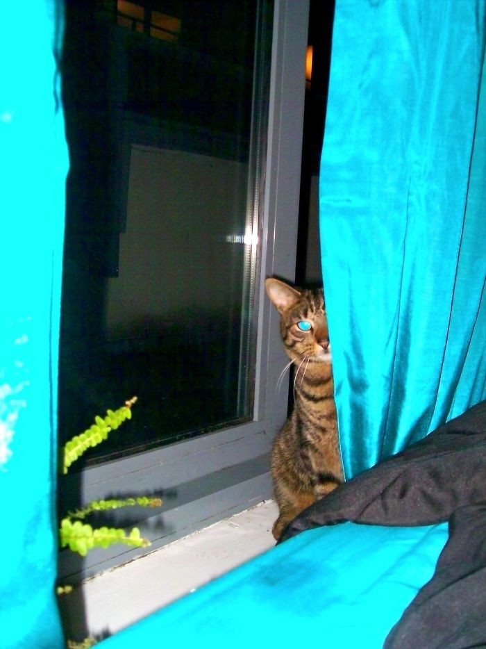 "До этого у меня не было кота. Он решил неожиданно зайти в гости через окно" встреча, гости, дружба, животные, коты, кошки, неожиданно, фото