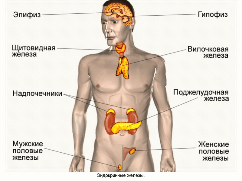 Гормональная система человека