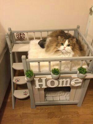 Кондоминимум для кота