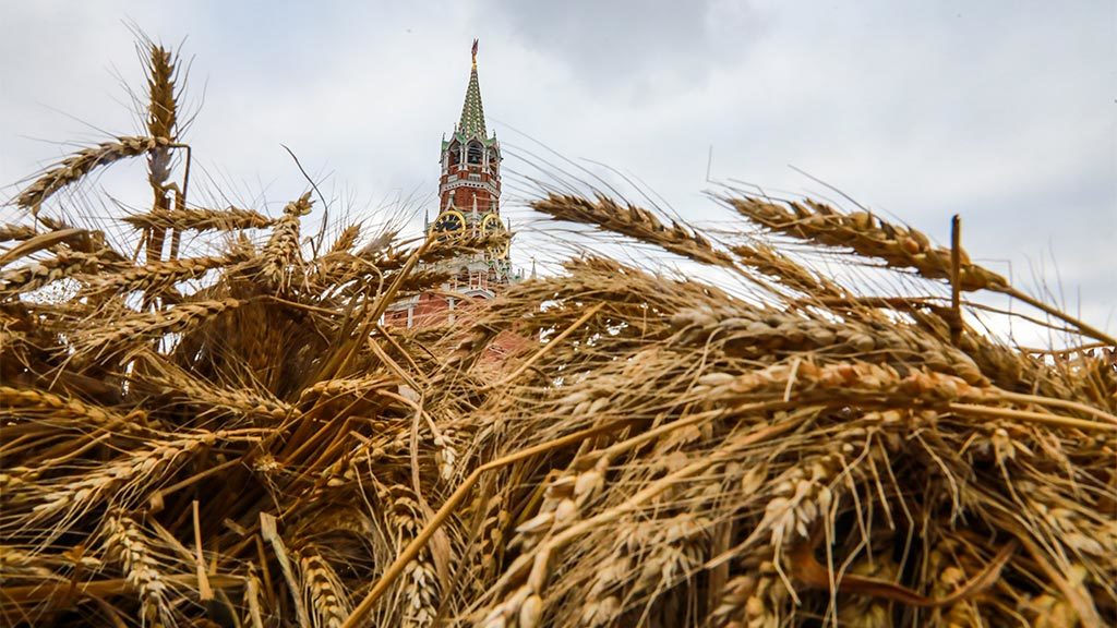 Россию ждет рекордный урожай пшеницы