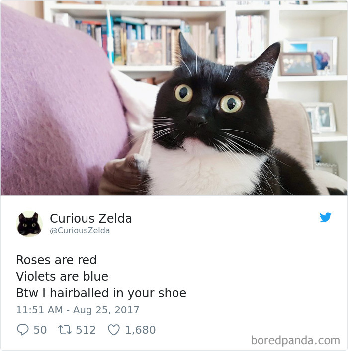 Curious-Zelda-Cat-Tweets