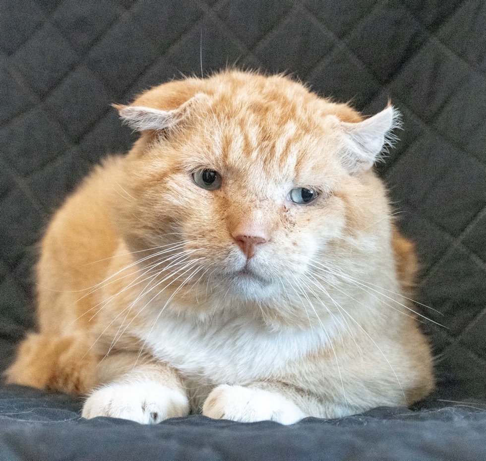 кот ищет дом упитанный рыжий кот