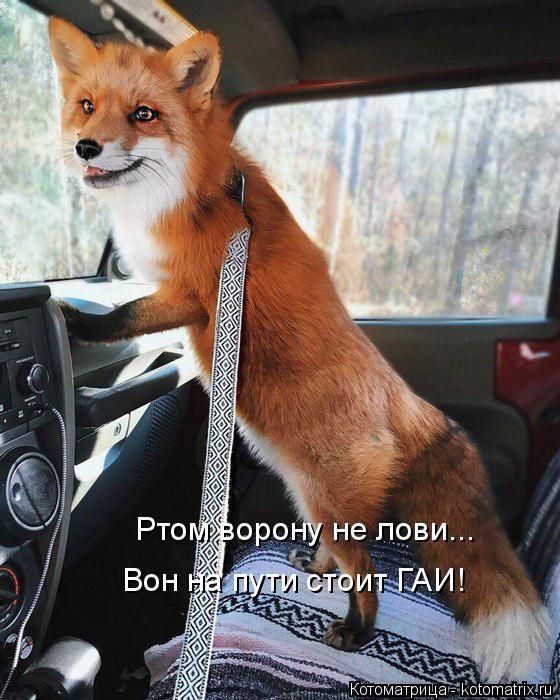 Лучшие котоматрицы за прошедшую неделю)) Лучшие котоматрицы за прошедшую неделю))