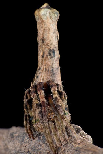 Насекомые и мимикрия