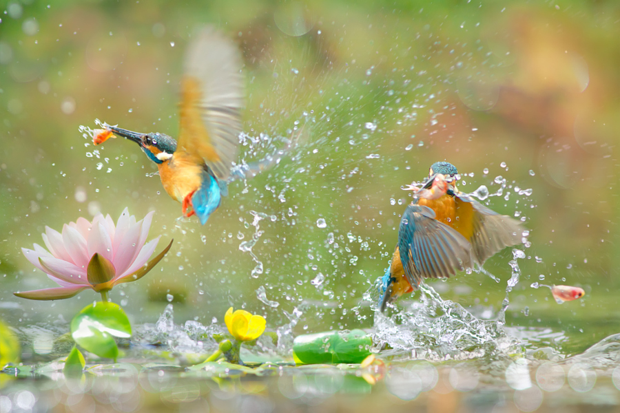 ～ Kingfisher catch fish ～, автор — FuYi Chen на 500px.com