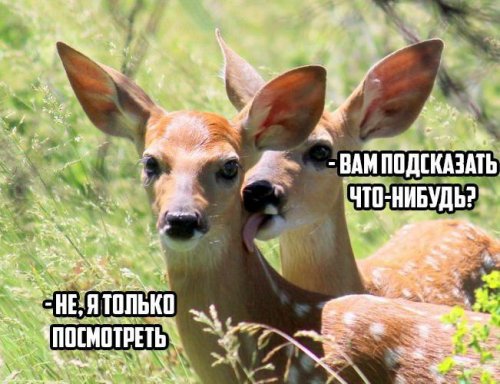 Прикольные картинки (30 фото) Прикольные картинки (30 фото)