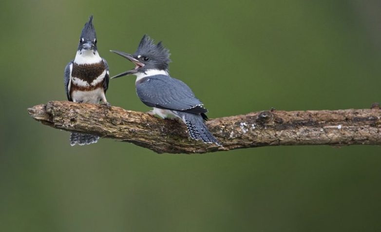 Финалисты конкурса Comedy Wildlife Photography Awards 2018 Финалисты конкурса Comedy Wildlife Photography Awards 2018
