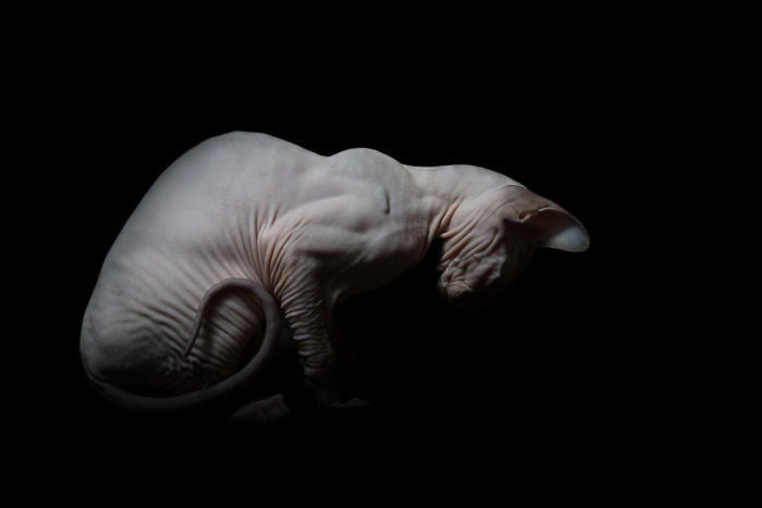 10+ Photos Of Hairless Cats That Will Remind You Of Aliens