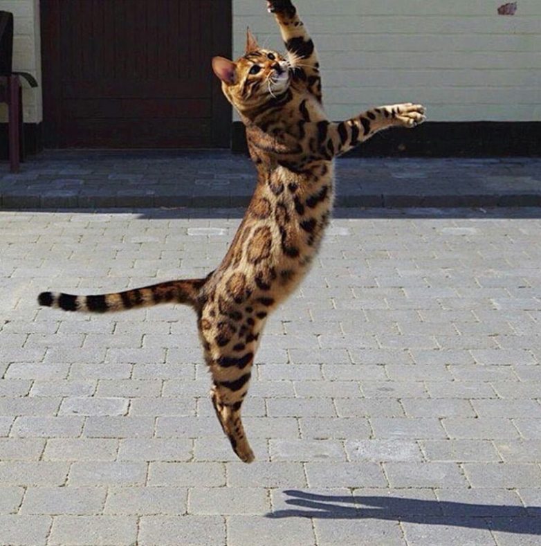 Кот, который стоит больше, чем твой iPhone