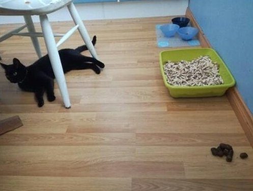 Кошки, пойманные с поличным Кошки, пойманные с поличным