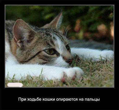 Интересные факты о кошках в картинках Интересные факты о кошках в картинках