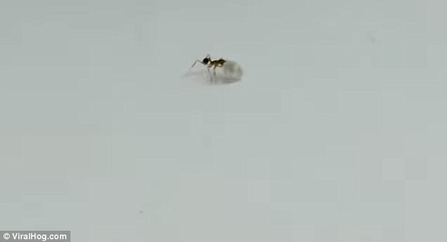 На видео видно, как муравей пытался украсть бриллиант прямо из магазина! На видео видно, как муравей пытался украсть бриллиант прямо из магазина!
