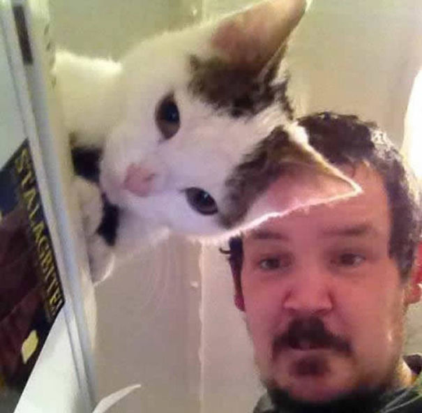 Без кота и жизнь не та