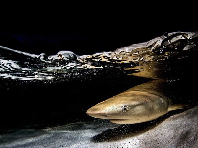 Лучшие фотографии National Geographic Лучшие фотографии National Geographic