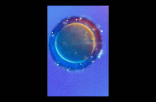 ���������� ������: ����� �������� - ������������ �� �������� ����.