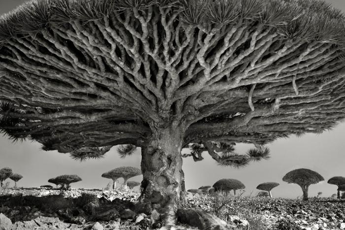 Фотограф смешивает платину и палладий с оксалатом железа, получая раствор, который затем вручную наносится на бумагу и выставляется на свет. Металлы становятся частью бумаги, и в итоге снимки могут храниться веками.