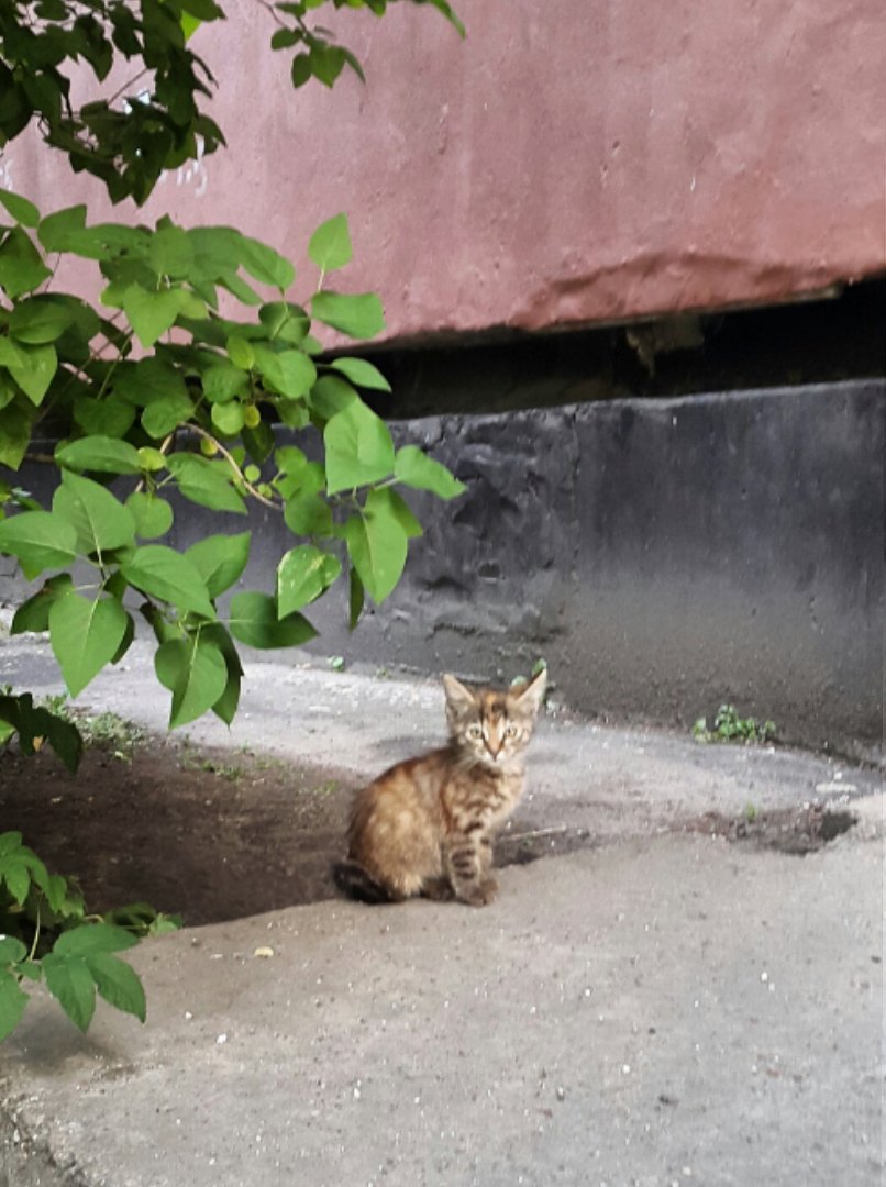 Торопитесь, на улице им немного осталось. Может быть, именно это - ваше мурчащее счастье! Торопитесь, на улице им немного осталось. Может быть, именно это - ваше мурчащее счастье!