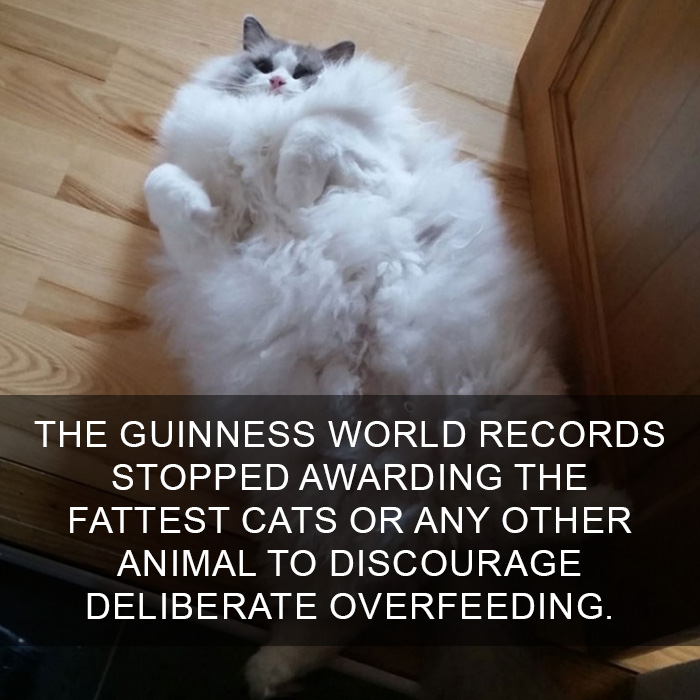 Cat Fact