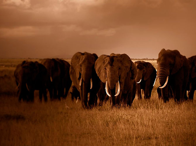 National Geographic:   