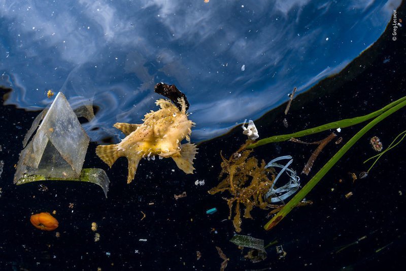"Жизнь среди мусора" - Грег Лекер, Франция, категория "Фотожурналистика" Wildlife Photographer of the Year, дикая природа, животные, красота, снимки-победители, фото, фотография, фотоконкурс