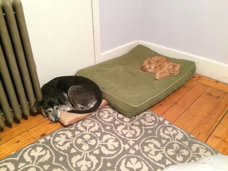 кошки и собаки спят друг на друге, животные не умеют пользоваться кроватями
