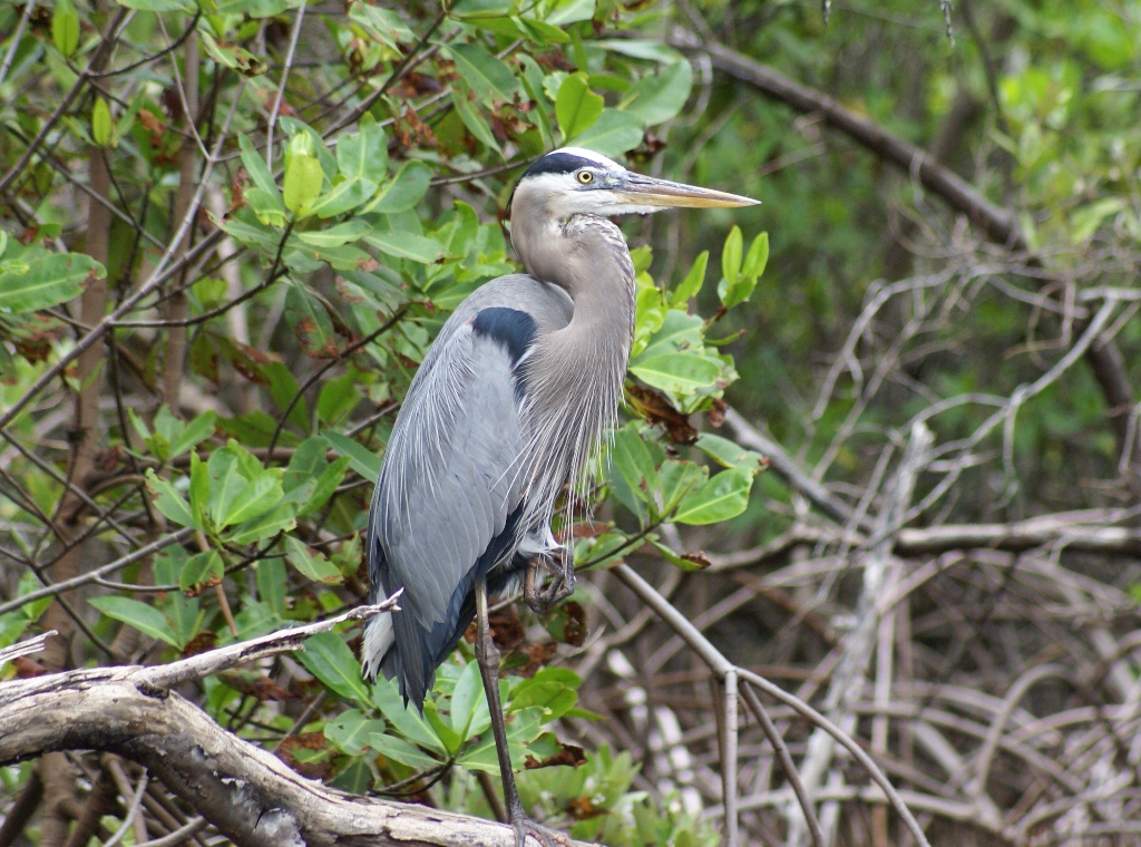 heron