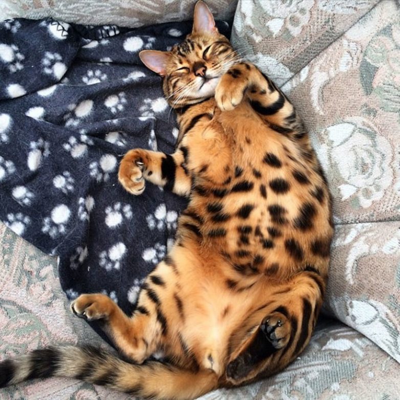 Кот, который стоит больше, чем твой iPhone
