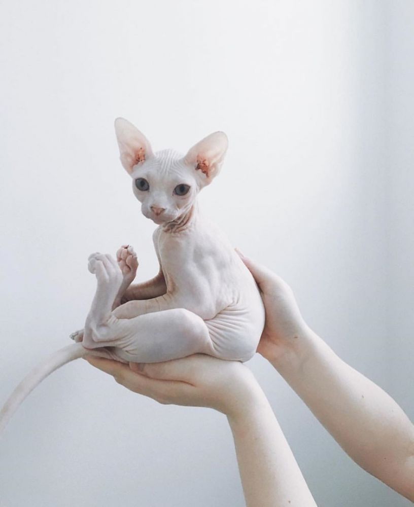 7 фото котят сфинксов, после которых их трудно не полюбить