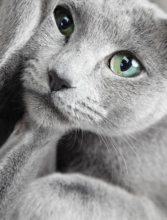 Древнейшая аборигенная порода - Русская Голубая. Порода кошек, животные, котики, кошки, фото
