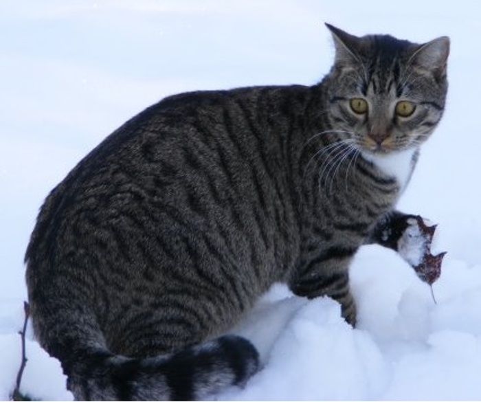 Забавные животные, которые впервые в жизни увидели снег Животные, которые впервые видят снег
