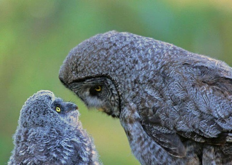 Воспитание (wildbynatureshop.com) Воспитание (wildbynatureshop.com) мимика, пернатые, птицы, сова