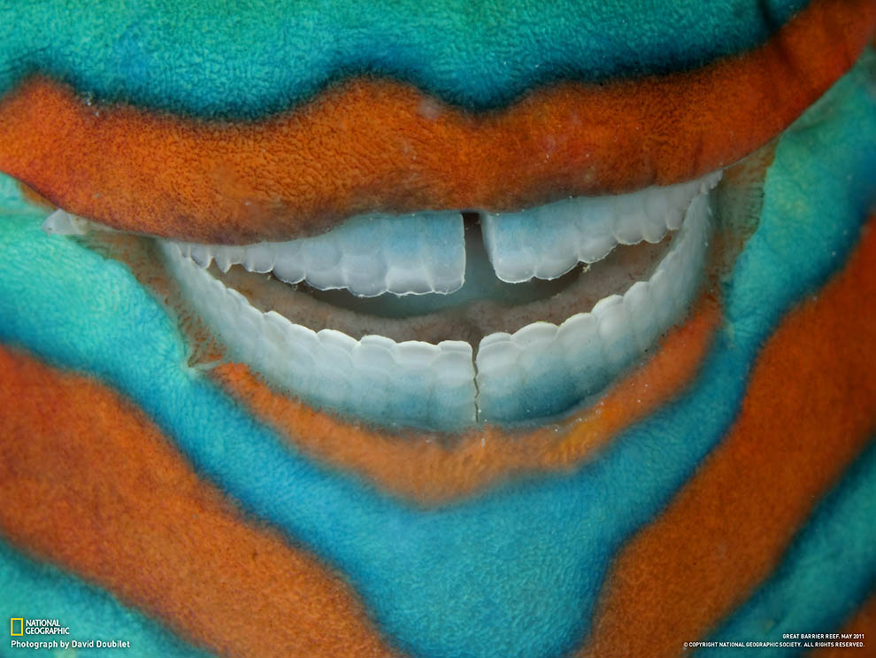 1382 Фотоработы Дэвида Дубиле