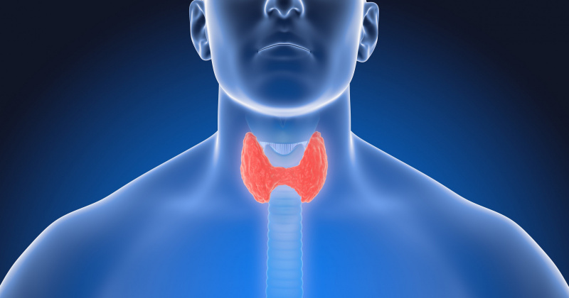 Йод и работа щитовидной железы: как правильно принимать йод?