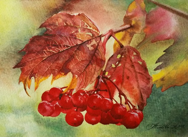 Калина. Бумага, акварель. 22Ñ…15 Ñм. 2015г.