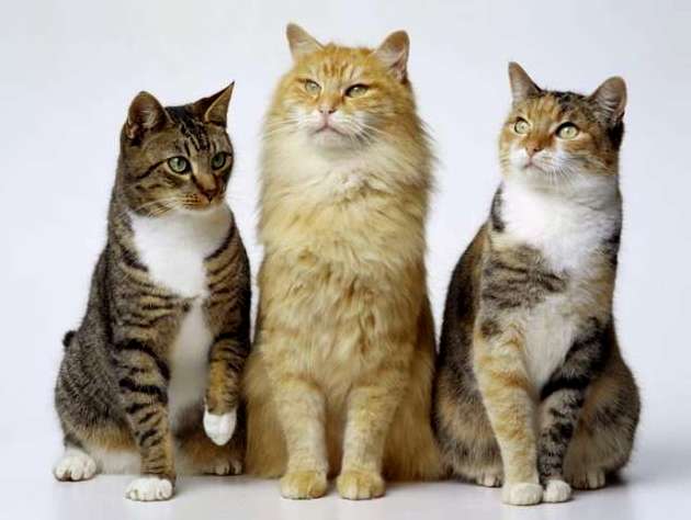 http://www.petshealth.ru/upload/medialibrary/831/831b57e9e0ff740fc9f0f114ce23b037.jpg