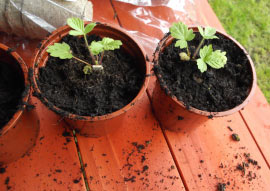 ����������� ������������ ���������