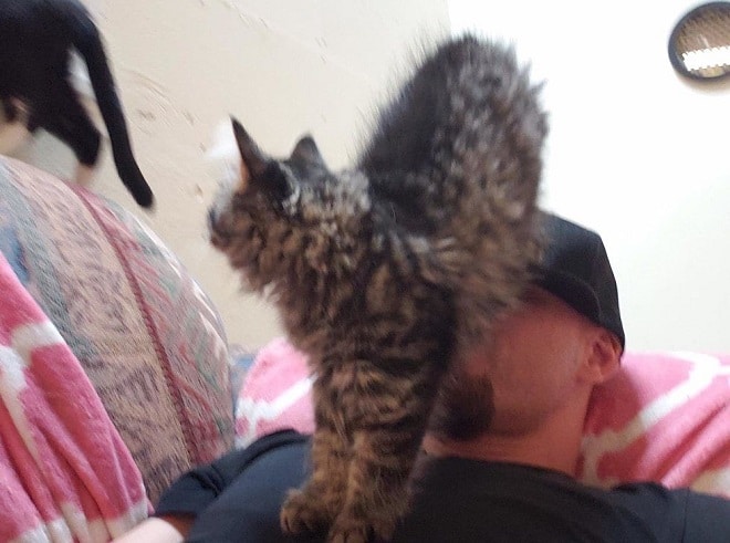 Котенок и человек Котенок стоит